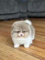 Vader- Lavender Tri, a male Pomeranian for sale in Cavetown, MD – Photo 1 of 5