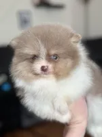 Vader- Lavender Tri, a male Pomeranian for sale in Cavetown, MD – Photo 2 of 5