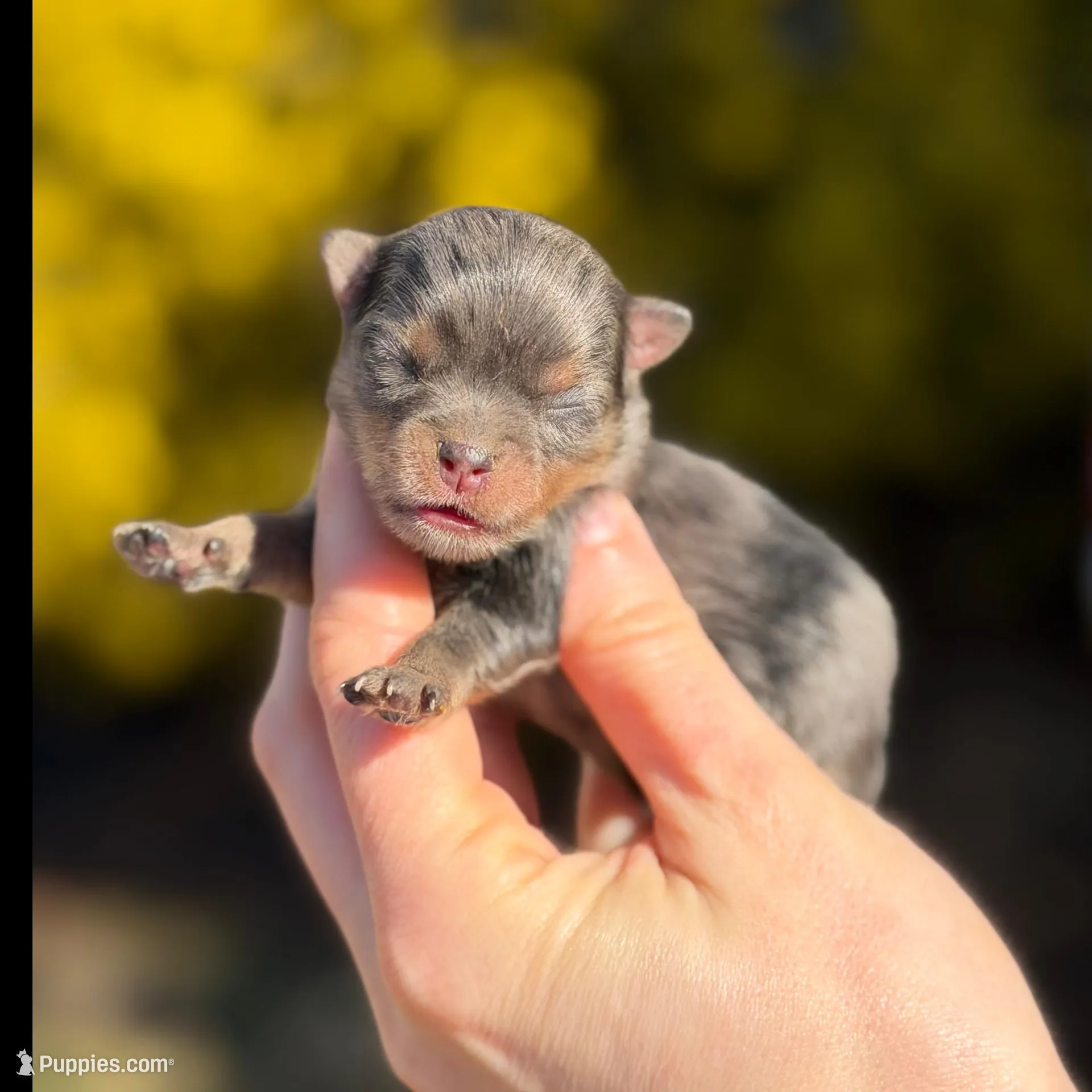 Blane-TINY BLUE MERLE, a male Pomeranian for sale in Cavetown, MD – Photo 3 of 4