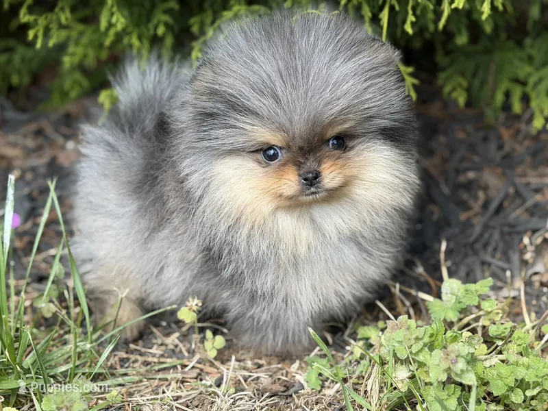 Blane-TINY BLUE MERLE – Pomeranian puppy for sale in Cavetown, MD