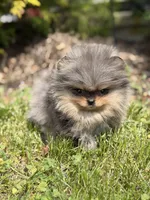 Blane-TINY BLUE MERLE, a male Pomeranian for sale in Cavetown, MD – 10 of 10