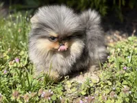 Blane-TINY BLUE MERLE, a male Pomeranian for sale in Cavetown, MD – 2 of 10