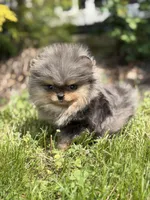 Blane-TINY BLUE MERLE, a male Pomeranian for sale in Cavetown, MD – 5 of 10