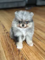 Blane-BLUE MERLE, a male Pomeranian for sale in Cavetown, MD – Photo 2 of 5