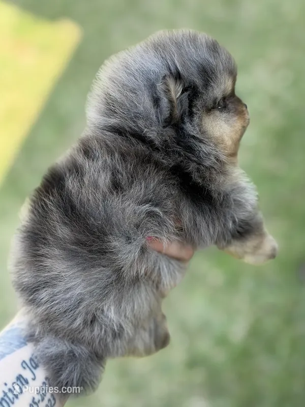 Blane-TINY BLUE MERLE – Pomeranian puppy for sale in Cavetown, MD