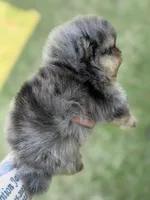 Blane-TINY BLUE MERLE, a male Pomeranian for sale in Cavetown, MD – Photo 1 of 8