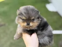 Blane-TINY BLUE MERLE, a male Pomeranian for sale in Cavetown, MD – Photo 2 of 8