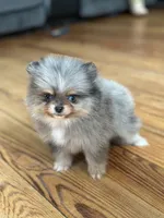 Blane-BLUE MERLE, a male Pomeranian for sale in Cavetown, MD – Photo 1 of 5