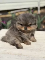 Blane-TINY BLUE MERLE, a male Pomeranian for sale in Cavetown, MD – Photo 4 of 8