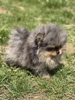 Blane-TINY BLUE MERLE, a male Pomeranian for sale in Cavetown, MD – 6 of 10