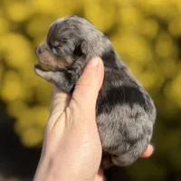 Blane-TINY BLUE MERLE, a male Pomeranian for sale in Cavetown, MD – Photo 2 of 4