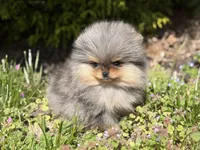Blane-TINY BLUE MERLE, a male Pomeranian for sale in Cavetown, MD – 3 of 10