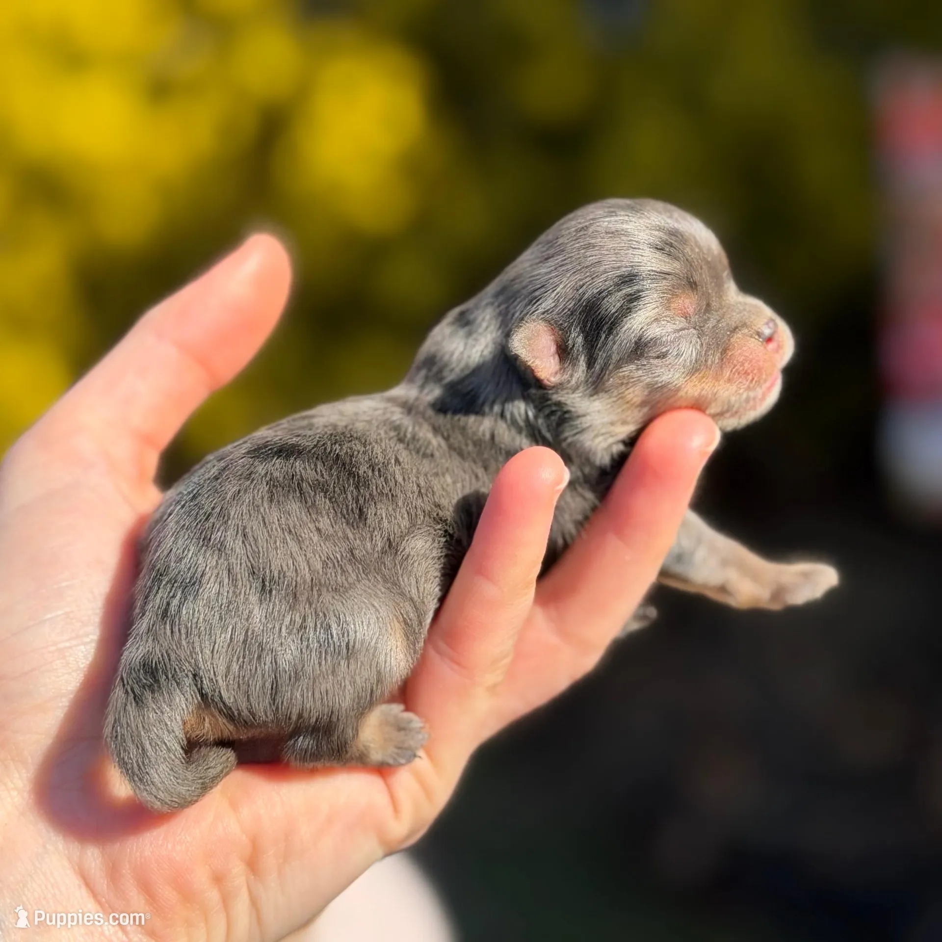 Blane-TINY BLUE MERLE, a male Pomeranian for sale in Cavetown, MD – Photo 4 of 4