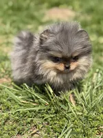 Blane-TINY BLUE MERLE, a male Pomeranian for sale in Cavetown, MD – 7 of 10