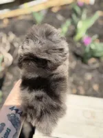 Blane-TINY BLUE MERLE, a male Pomeranian for sale in Cavetown, MD – Photo 3 of 8