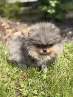 Blane-TINY BLUE MERLE, a male Pomeranian for sale in Cavetown, MD – 9 of 10