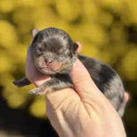Blane-TINY BLUE MERLE, a male Pomeranian for sale in Cavetown, MD – Photo 1 of 4