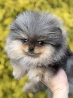 Blane-TINY BLUE MERLE, a male Pomeranian for sale in Cavetown, MD – 4 of 10