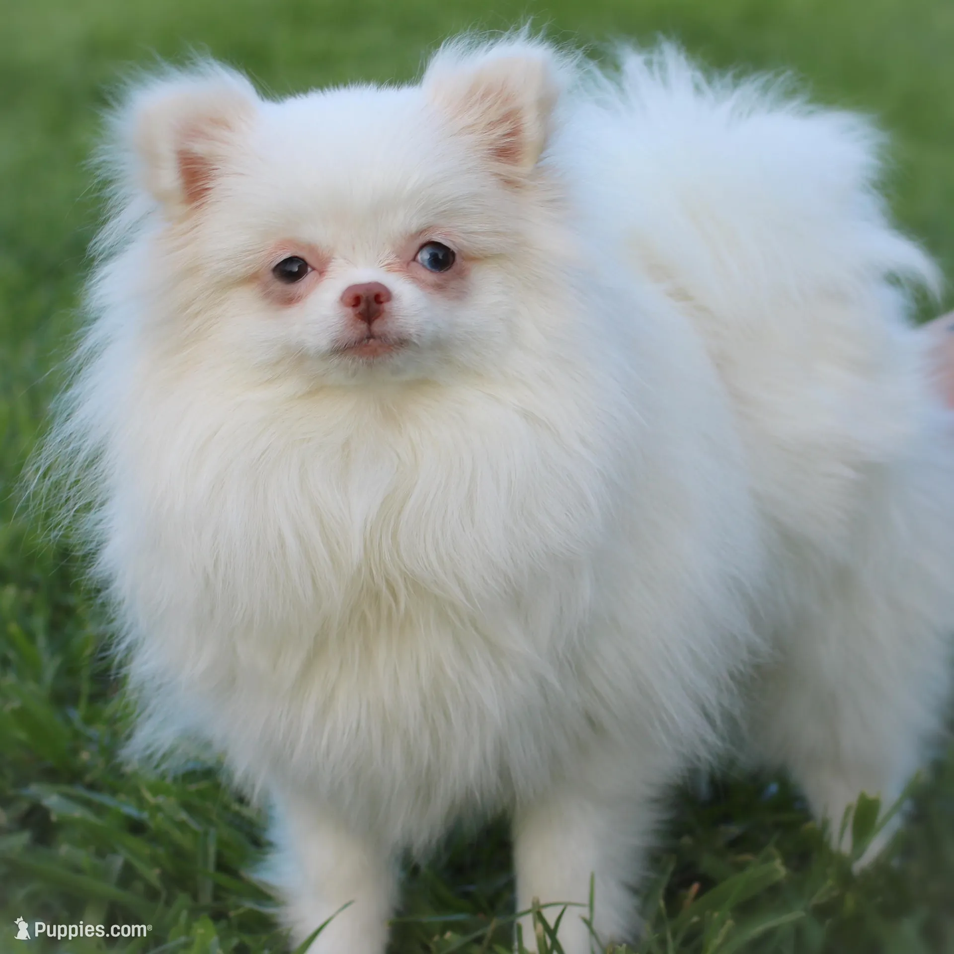 Blane-BLUE MERLE, a male Pomeranian for sale in Cavetown, MD – Photo 4 of 5