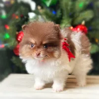 Toffee, a female Pomeranian for sale in Cavetown, MD – Photo 2 of 5