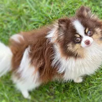 Toffee, a female Pomeranian for sale in Cavetown, MD – Photo 4 of 5