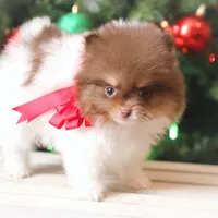 Toffee, a female Pomeranian for sale in Cavetown, MD – Photo 3 of 5