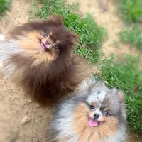 Toffee, a female Pomeranian for sale in Cavetown, MD – Photo 5 of 5