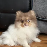 Toffee, a female Pomeranian for sale in Cavetown, MD – Photo 1 of 5