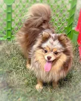 AKC- Lennox, a male Pomeranian for sale in Cavetown, MD – Photo 6 of 9