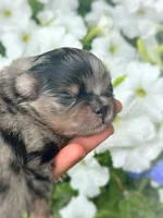 AKC- Lennox, a male Pomeranian for sale in Cavetown, MD – Photo 5 of 9