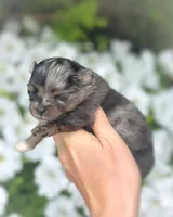 AKC- Lennox, a male Pomeranian for sale in Cavetown, MD – Photo 2 of 9