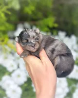 AKC- Lennox, a male Pomeranian for sale in Cavetown, MD – Photo 4 of 9