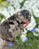 AKC- Lennox, a male Pomeranian for sale in Cavetown, MD – Photo 1 of 9