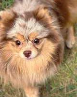 AKC- Lennox, a male Pomeranian for sale in Cavetown, MD – Photo 7 of 9