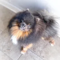 AKC- Lennox, a male Pomeranian for sale in Cavetown, MD – Photo 8 of 9