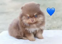 Pending, a male Pomeranian for sale in Cavetown, MD – Photo 6 of 8