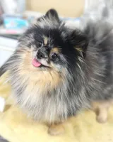 Pending, a male Pomeranian for sale in Cavetown, MD – Photo 7 of 8