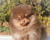 Pending, a male Pomeranian for sale in Cavetown, MD – Photo 4 of 8