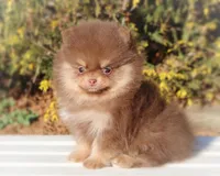 Pending, a male Pomeranian for sale in Cavetown, MD – Photo 2 of 8