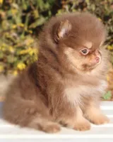 Pending, a male Pomeranian for sale in Cavetown, MD – Photo 3 of 8