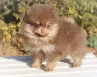 Pending, a male Pomeranian for sale in Cavetown, MD – Photo 1 of 8