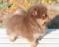 Pending, a male Pomeranian for sale in Cavetown, MD – Photo 5 of 8