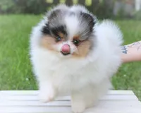 Pending, a male Pomeranian for sale in Cavetown, MD – Photo 4 of 6