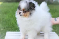 Pending, a male Pomeranian for sale in Cavetown, MD – Photo 3 of 6