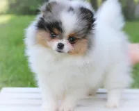 Pending, a male Pomeranian for sale in Cavetown, MD – Photo 1 of 6