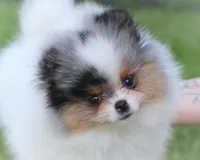 Pending, a male Pomeranian for sale in Cavetown, MD – Photo 2 of 6