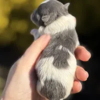 Bohdi , a male Pomeranian for sale in Cavetown, MD – Photo 6 of 7