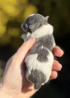 Bohdi , a female Pomeranian for sale in Cavetown, MD – Photo 2 of 3