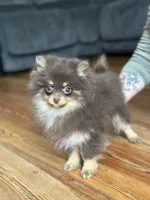 Truffles, a female Pomeranian for sale in Cavetown, MD – Photo 1 of 3
