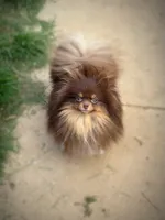 Truffles, a female Pomeranian for sale in Cavetown, MD – Photo 3 of 3